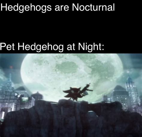 Shadow The Hedgehog meme by 13ComicFan on DeviantArt