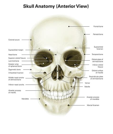 Anterior View Of Human Skull Photograph by Alan Gesek - Fine Art America