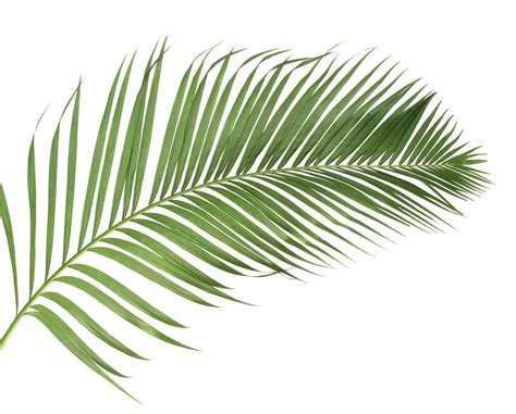 Palm branch on white background 1927772 Stock Photo at Vecteezy