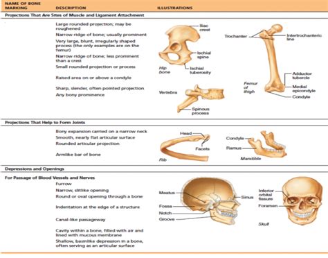 Chapter 5: Skeletal System - Bone Markings Diagram | Quizlet