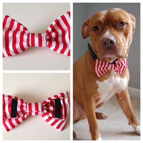 Awww. I love this! | Dog bow tie diy, Dog bows, Diy dog stuff