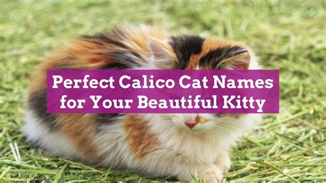 Perfect Calico Cat Names for Your Beautiful Kitty