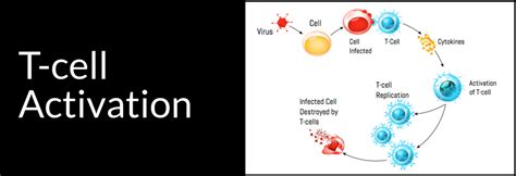 What The Heck Are Immune System T-Cells & Are Yours Weak Or Strong? – Organic News Center