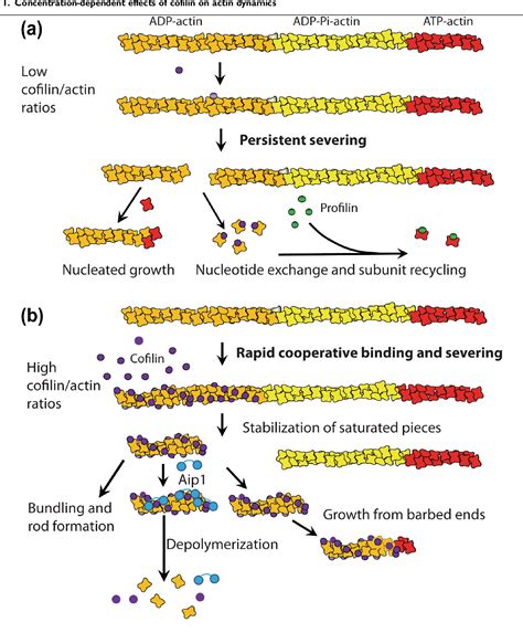 Figure 1 from Roles of ADF/cofilin in actin polymerization and beyond ...