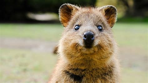 Cute but vulnerable: Scientists to use drones, cloud, and AI to protect ...