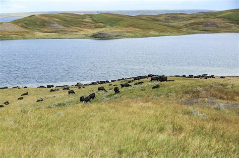 Cattle Grazing in the Middle River Pasture on the DX Ranch - Kelsey Ducheneaux - Radio Cafe