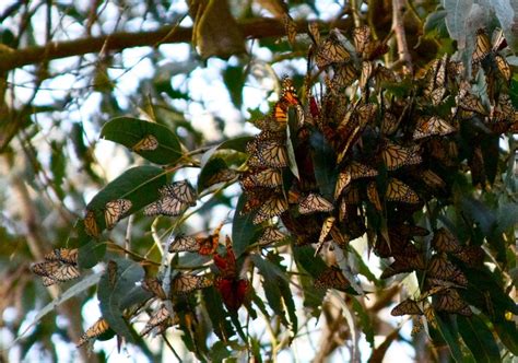 Ellwood Butterfly Preserve in Goleta, CA. | Beautiful butterflies ...