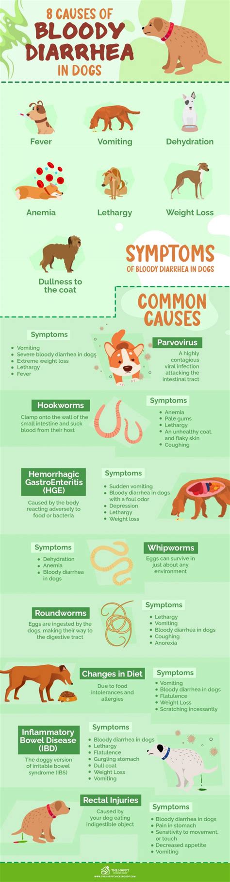 8 Causes of Bloody Diarrhea in Dogs (2022)