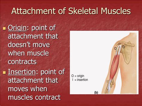 PPT - Anatomy of the Muscular System PowerPoint Presentation, free ...