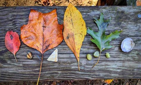 Five Simple Autumn Nature Adventures • RUN WILD MY CHILD