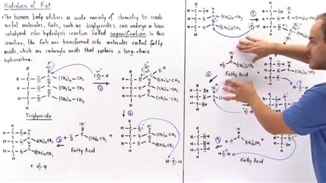 Hydrolysis of Triglycerides into Fatty Acids (Saponification) - YouTube