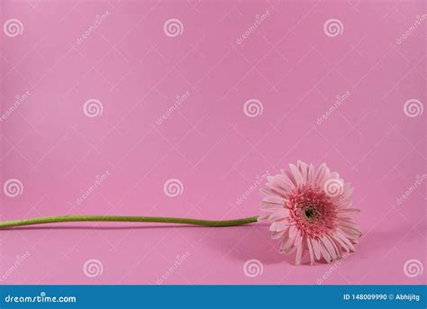 Beautiful Closeup of Pink Flower on Pink Background, Wallpaper, Pink Flower Background, Stock ...