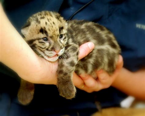 clouded leopard cub | One of two Clouded Leopard cubs born o… | Flickr