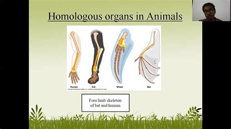 practical 3: Study of homologous and analogous organs in plants and animals - YouTube