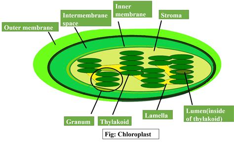 Plant Cell Photosynthesis