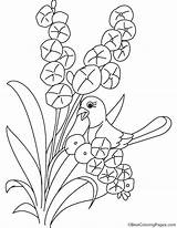 Botany Coloring Book Pages sketch template