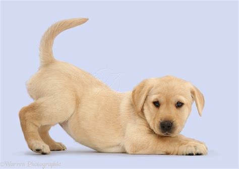 Dog: Cute Yellow Labrador puppy in play-bow photo WP41071