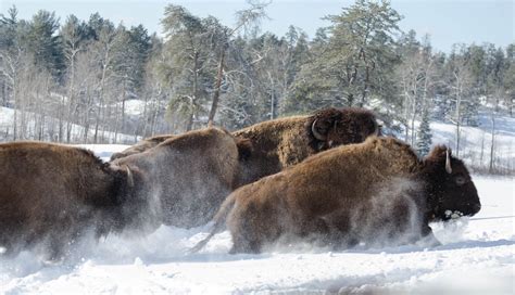 Bison Herd | Mammals, Herding, Brown bear