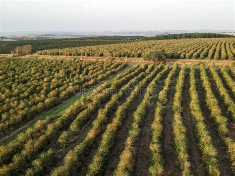 Aerial View of Green Coffee Field Stock Photo - Image of farming, view: 165855542