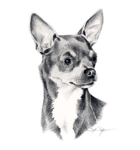 Disegni Da Colorare Di Cani Chihuahua - Disegni da colorare Jere Ciotti