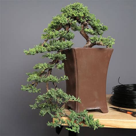 Top Bonsai Juniper Tree Care of all time The ultimate guide | leafyzen