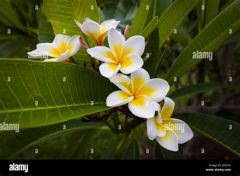 Close up of Plumeria or frangipani white & yellow blossoms on tree in Florida Stock Photo - Alamy