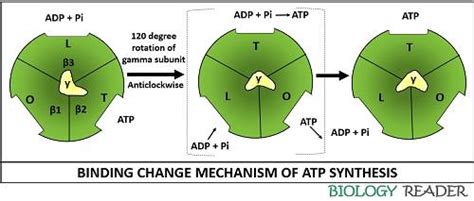 ATP Synthase in Photosynthesis - Definition, Structure & Mechanism ...