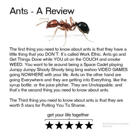 Someone Writes Hilarious Animal Reviews, And The Reason Why Dogs Get Only 4 Out Of 5 Stars Will ...