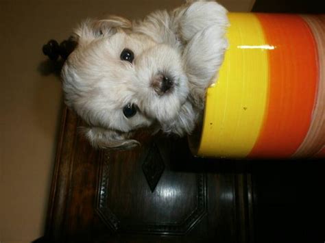 maltipoo puppies for sale in Abbotsford, British Columbia - Nice Pets ...