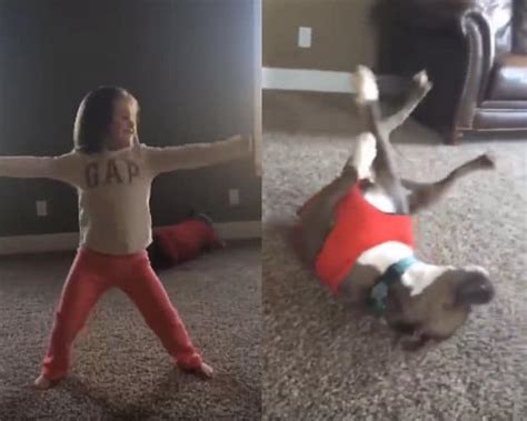 Dog's Epic Cartwheel Fail Is Pretty Cute