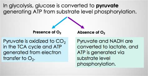 Anaerobic Vs Aerobic Glycolysis