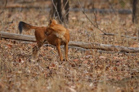 Free Photo | Indian wild dog pose in the nature habitat