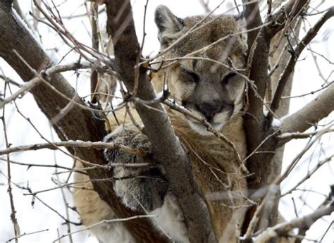 Colorado mountain lions hit with new hunting plan as people spread