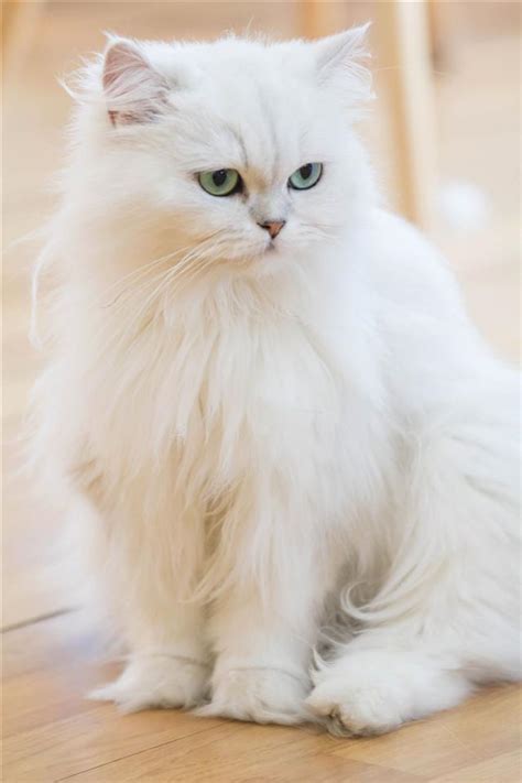 These Facts About White Cat Breeds are Quite Fur-tastic - Cat Appy