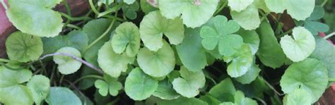 OUR NATURAL REMEDY: Daun Pegaga (Centella asiatica): The Health Benefits