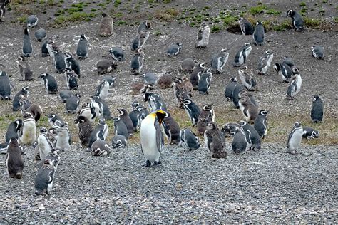 The King Penguin at center of the colony Photograph by Claudio Balducelli - Fine Art America