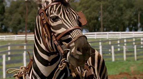 filmy z końmi | Filmy o koniach: Zebra z klasą / Racing Stripes (2005 ...