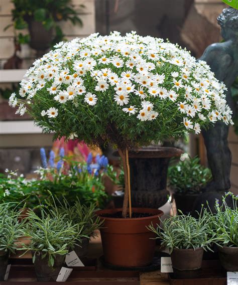 Daisy tree trend - everything you need to know | Gardeningetc