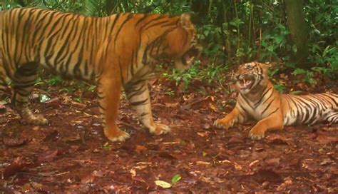 Rare Sumatran tiger mating display caught on camera | Endangered ...