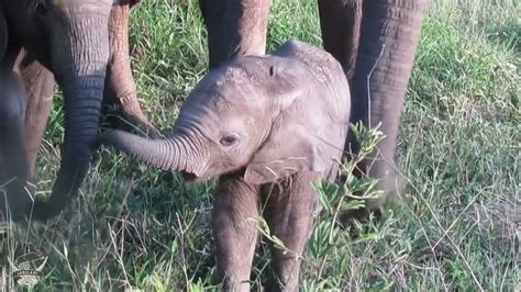 New Life as a Newborn Elephant Calf Walks with its Herd 🌞 Happy New Year! 🐘 - YouTube