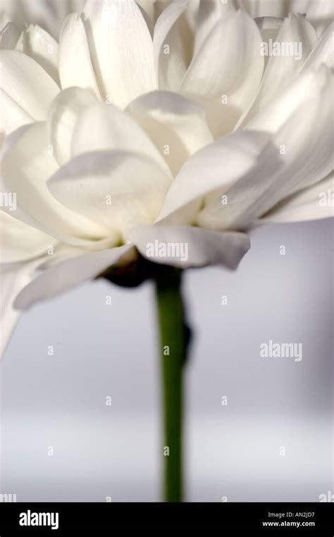 White Carnation flower Stock Photo - Alamy