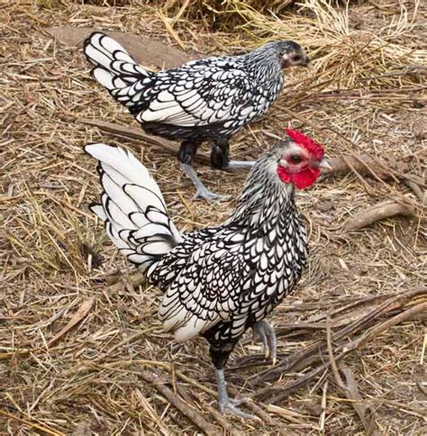 Pin on silkie bantams and anything Hens