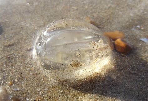 Comb Jellies: Characteristics, habitats, reproduction and more...