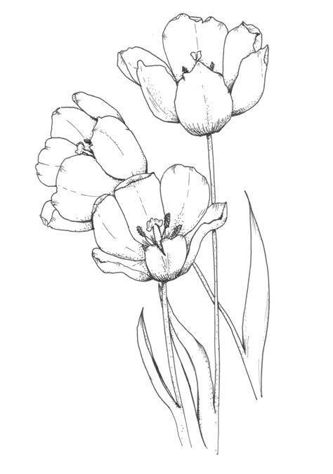 Blooming Tulips Ink Illustration. Illustration by Kris Peek. #inkart # ...