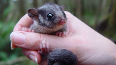 VicForests' logging in Leadbeater's possum habitat breached ...