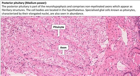 Posterior Pituitary Gland Histology