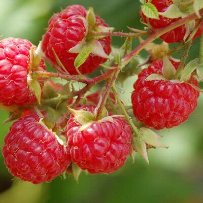 Dingle Berry Farms (@FarmDingleBerry) / Twitter