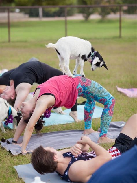 Goat yoga is a thing, and you can do it in Gilbert