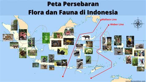 Latihan Soal persebaran Flora dan Fauna | 199 memainkan | Quizizz