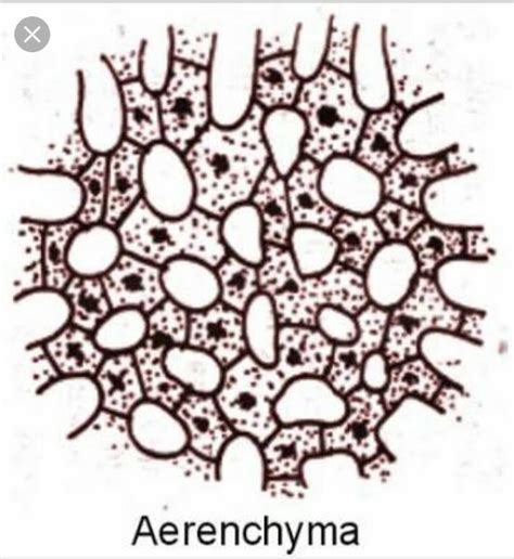 what is aerenchyma state its functions - Science - Tissues - 3045186 ...